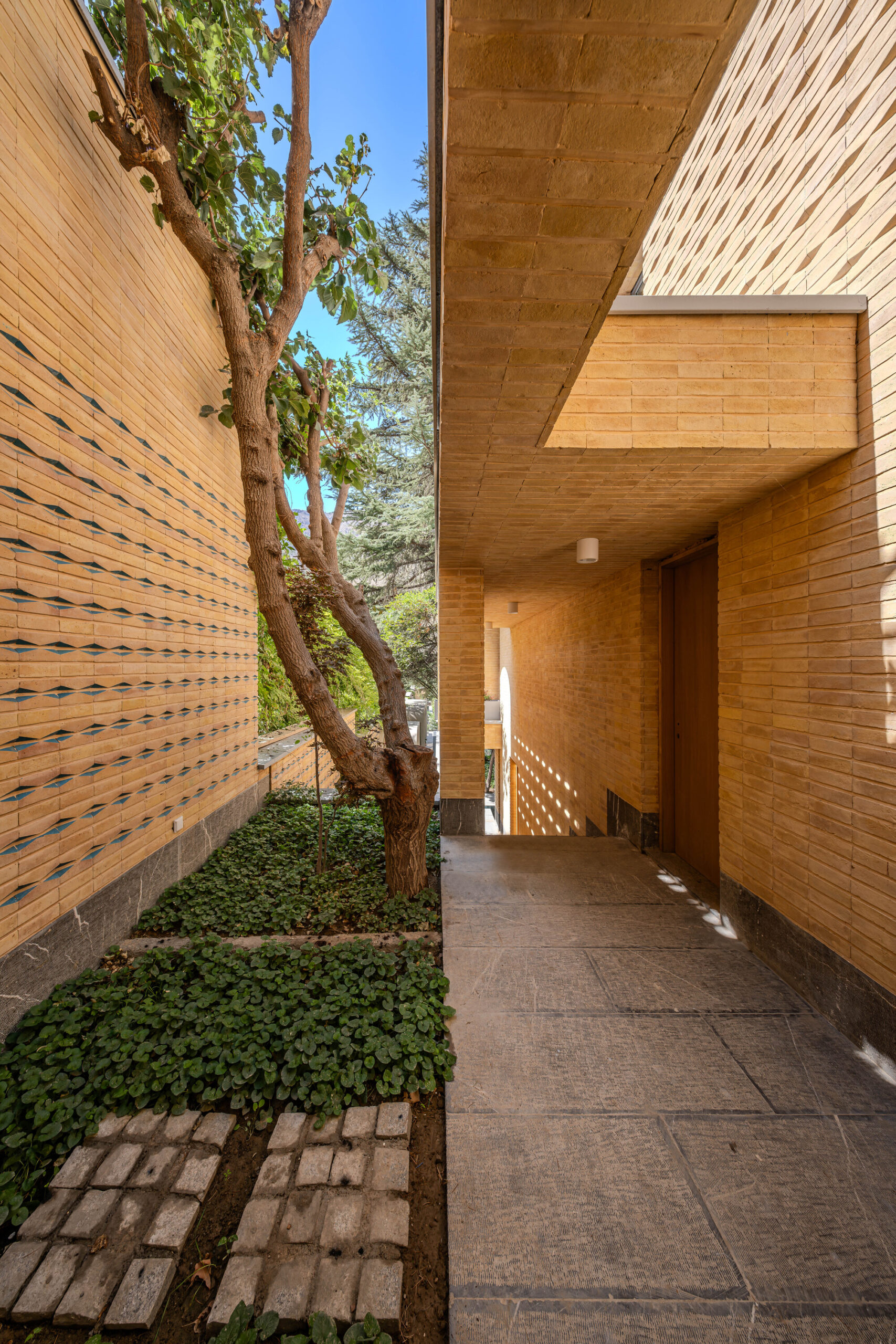A House Looking to A Cedrus Tree