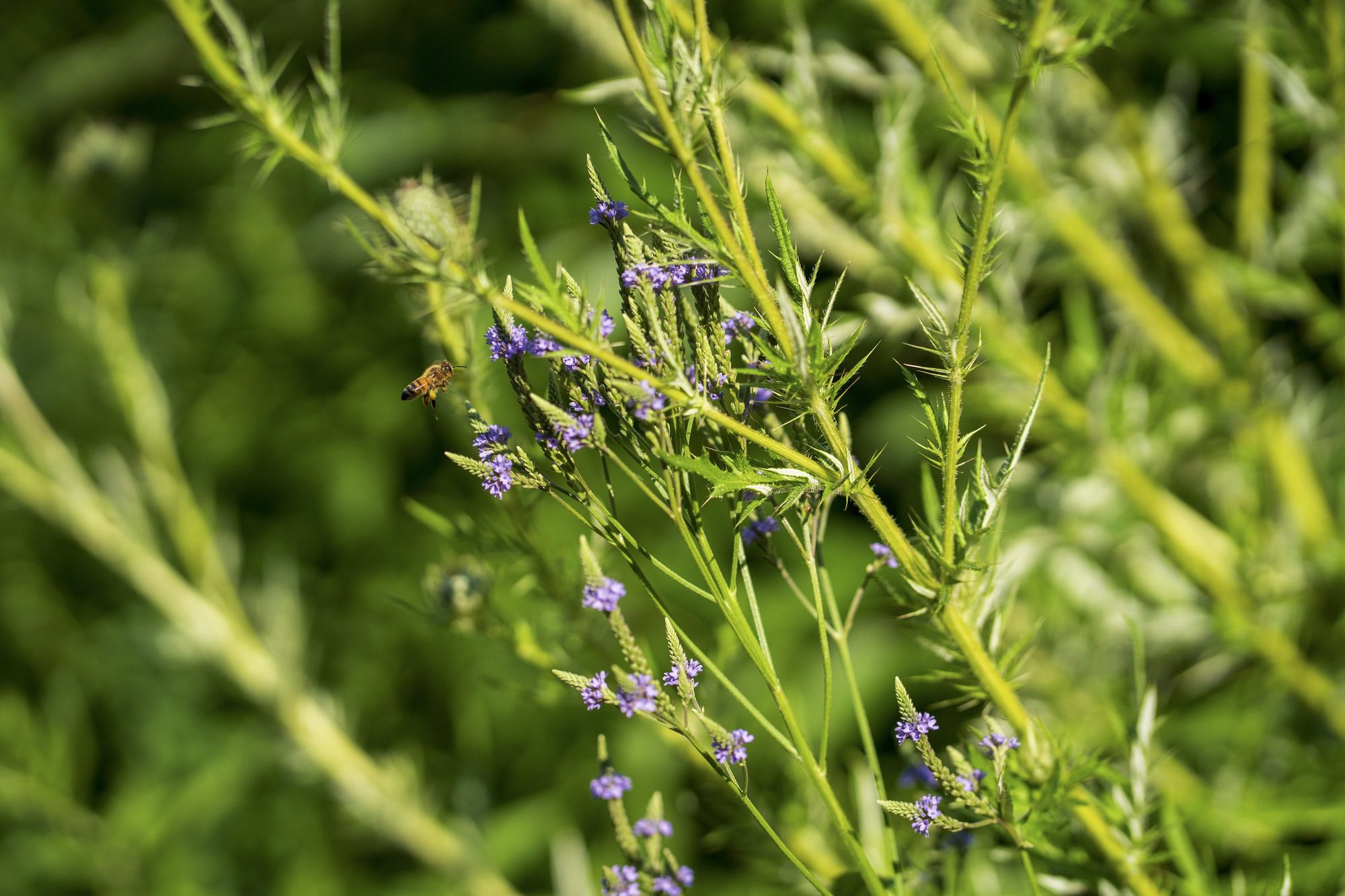 West Don Ravine Passive House