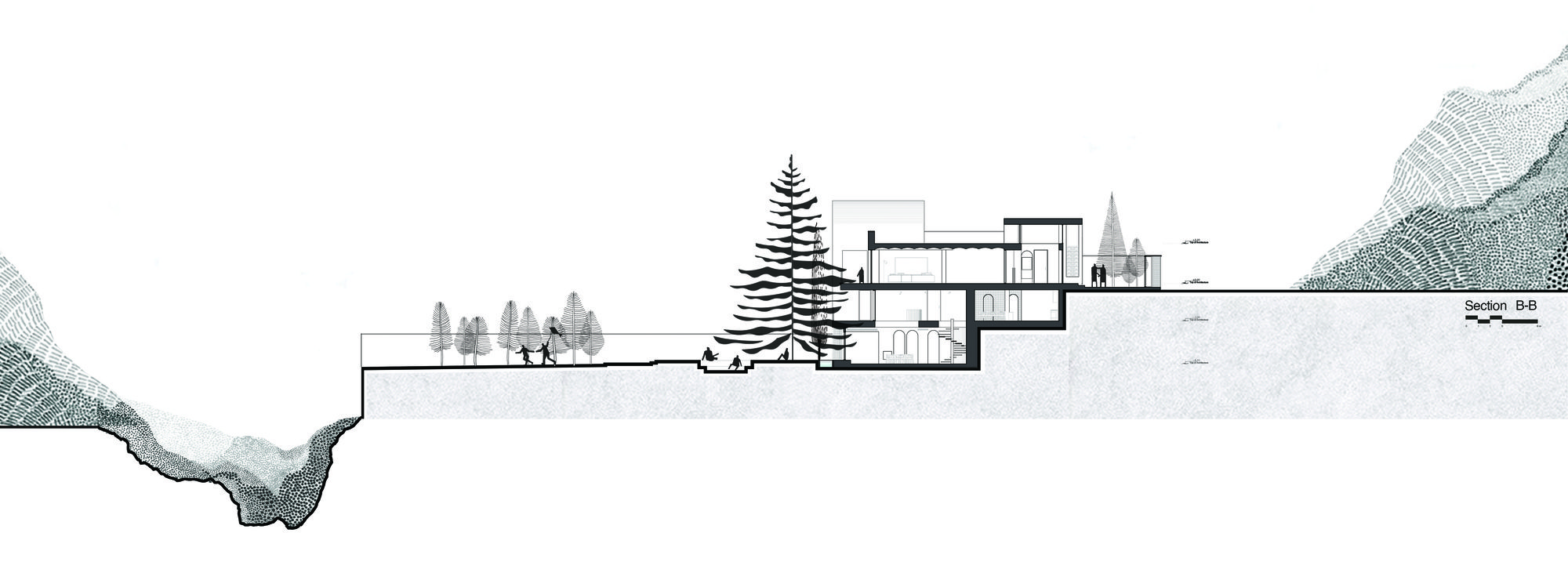 A House Looking to A Cedrus Tree