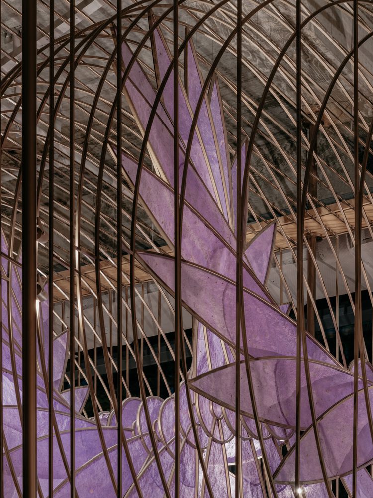 Aster by Joshua Paris