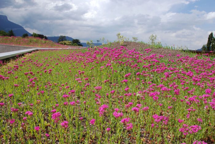 Courtesy of Mas Architecture3